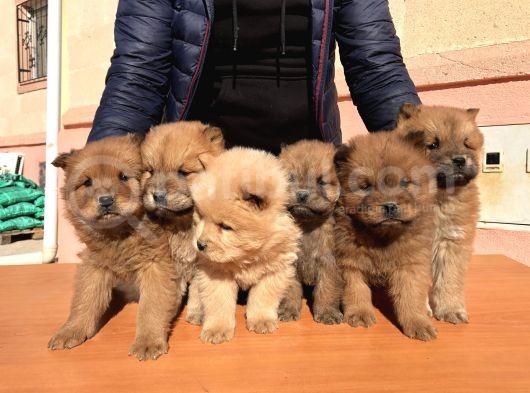 Kaliteli Chow Chow Yavrular görsel