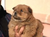 Kaliteli Chow Chow Yavrular