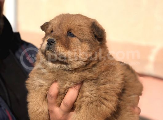 Kaliteli Chow Chow Yavrular görsel