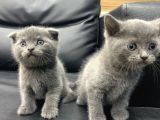 Veteriner Den Scottish Fold British Shorthair