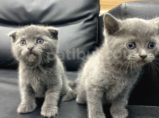 Veteriner Den Scottish Fold British Shorthair