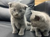 Veteriner Den Scottish Fold British Shorthair