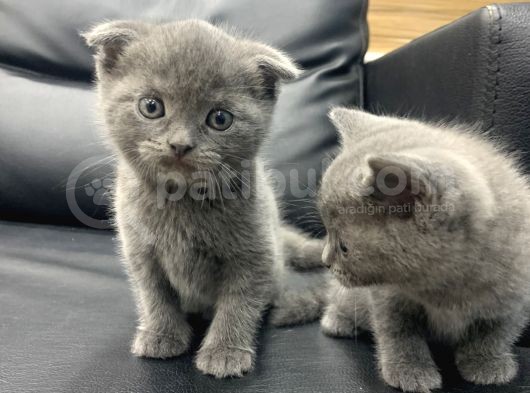 Veteriner Den Scottish Fold British Shorthair görsel