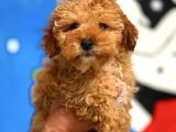 2.5 Aylik Erkek Red Toy Poodle