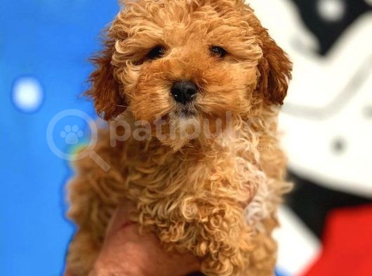 2.5 Aylik Erkek Red Toy Poodle