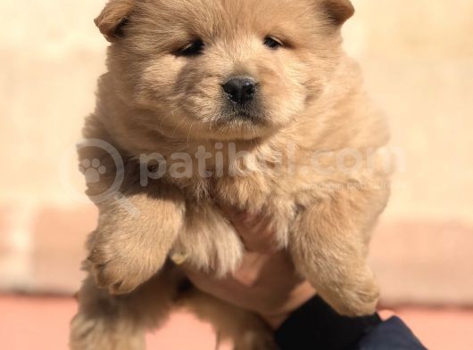Kaliteli Chow Chow Yavrular