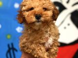 2.5 Aylik Erkek Red Toy Poodle