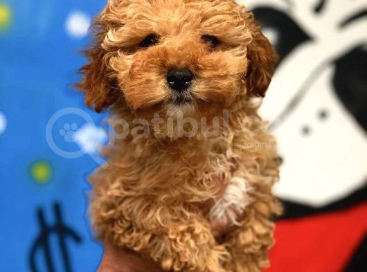 2.5 Aylik Erkek Red Toy Poodle görsel