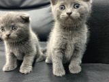 Veteriner Den Scottish Fold British Shorthair