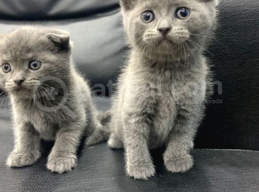 Veteriner Den Scottish Fold British Shorthair görsel