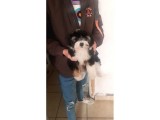 Boncuk Gözlü Morkie Yavrumuz