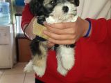 Boncuk Gözlü Morkie Yavrumuz