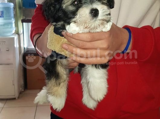 Boncuk Gözlü Morkie Yavrumuz görsel