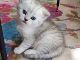 Ns 11 33 Silver Shaded British Shorthair Yavrular