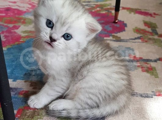 Ns 11 33 Silver Shaded British Shorthair Yavrular görsel