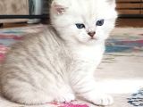 Ns 11 33 Silver Shaded British Shorthair Yavrular