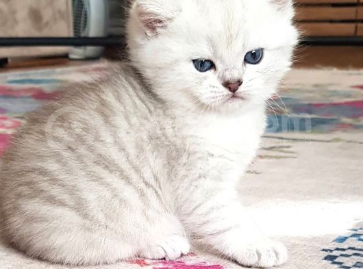 Ns 11 33 Silver Shaded British Shorthair Yavrular görsel