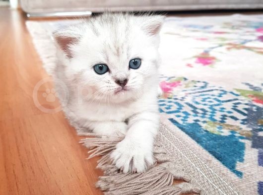 Ns 11 33 Silver Shaded British Shorthair Yavrular