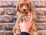 Red Brown Kızıl Renk Toy Poodle Erkek Yavrumuz