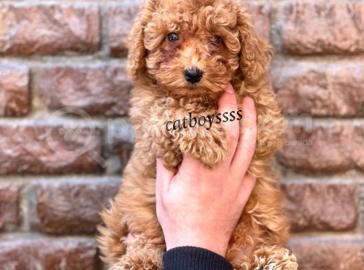 Red Brown Kızıl Renk Toy Poodle Erkek Yavrumuz görsel
