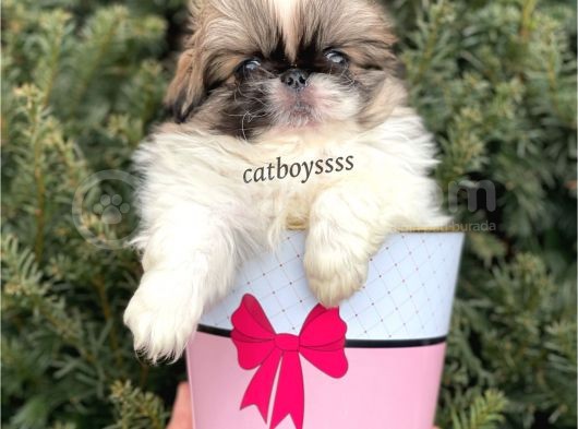 Mini Shihtzu Erkek Yavrular görsel