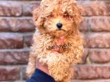 Red Toy Poodle Dişi Yavrumuz
