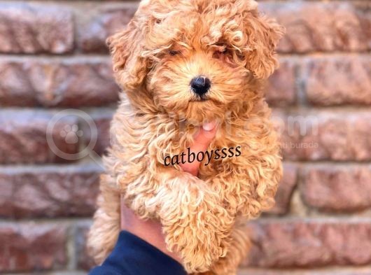 Red Toy Poodle Dişi Yavrumuz görsel