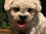 F1 Kalitede Maltipoo Yavrularımız