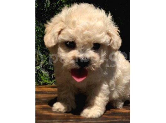 F1 Kalitede Maltipoo Yavrularımız