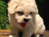 F1 Kalitede Maltipoo Yavrularımız