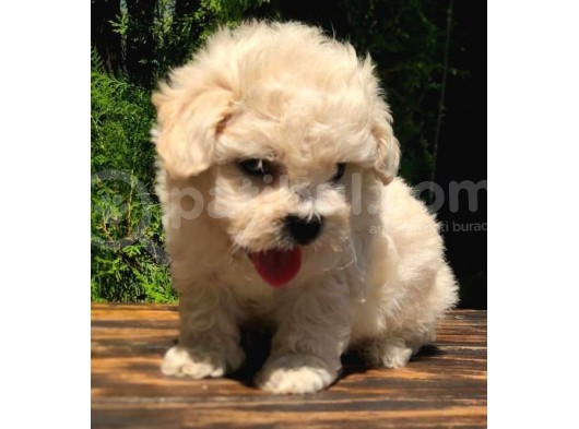F1 Kalitede Maltipoo Yavrularımız görsel