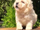 F1 Kalitede Maltipoo Yavrularımız