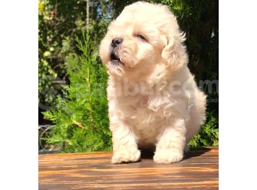 F1 Kalitede Maltipoo Yavrularımız görsel