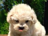 F1 Kalitede Maltipoo Yavrularımız