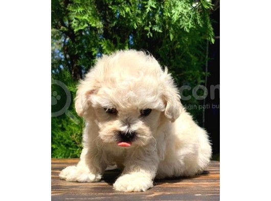 F1 Kalitede Maltipoo Yavrularımız görsel