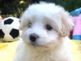 Mi̇ni̇k Malteseleri̇mi̇z