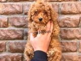 Red Brown Kızıl Renk Toy Poodle Erkek Yavrumuz
