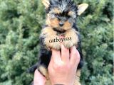 Safkan Mini Yorkshire Terrier Yavrularımız