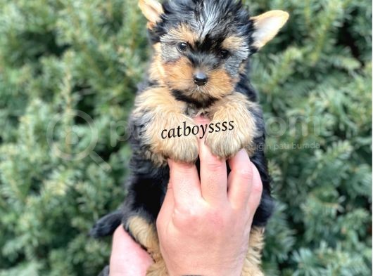 Safkan Mini Yorkshire Terrier Yavrularımız görsel