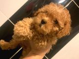 Şirin Mini Toy Poodle Yavrularımız