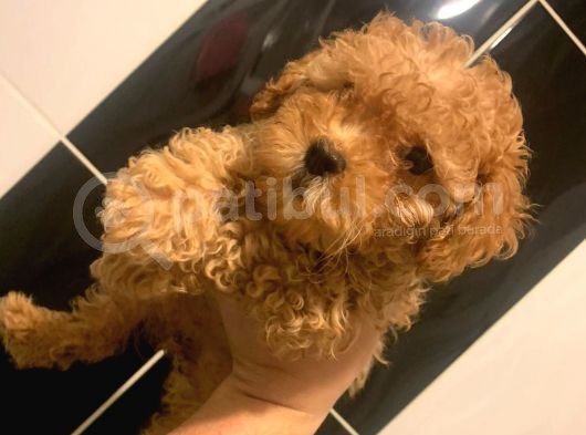 Şirin Mini Toy Poodle Yavrularımız