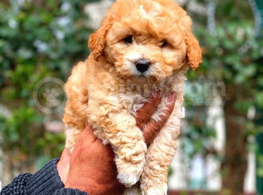 2. Aylik Erkek Ve Di̇şi̇ Malti̇poo Yavrular