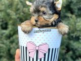 Yorkshire Terrier Mini Erkek Yavrumuz