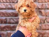 Red Toy Poodle Dişi Yavrumuz