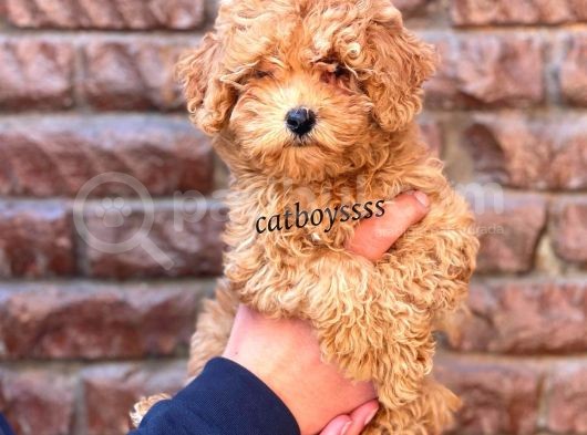 Red Toy Poodle Dişi Yavrumuz görsel