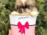 Mini Shihtzu Erkek Yavrular