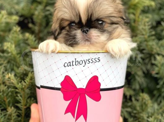 Mini Shihtzu Erkek Yavrular