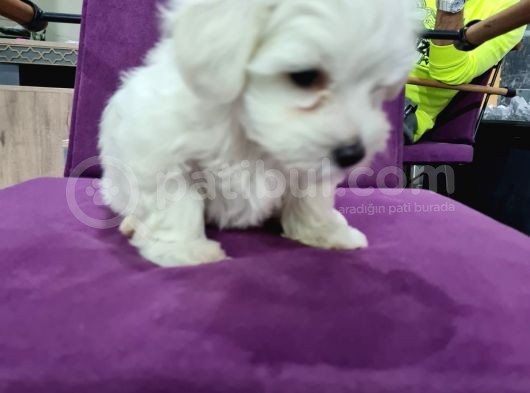 Sirin Mi Sirin 2.5 Aylık Maltese Yavrumuz görsel