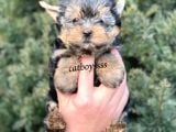 Sevilmli Yorkshire Terrier Mini Yavrularımız