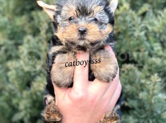 Sevilmli Yorkshire Terrier Mini Yavrularımız